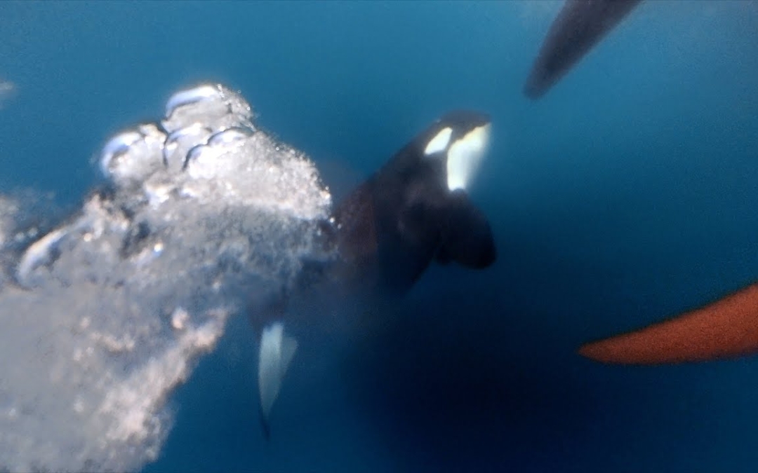 Orca Encounter – The Ocean Race